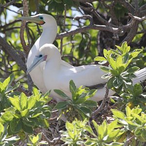 Nesting Red-footed Boobies (wild)