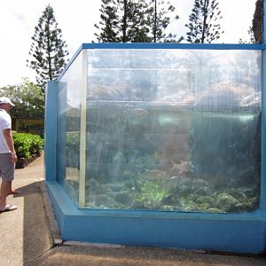 Rocky Shores tank
