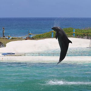 Wholphin - Kekaimalu