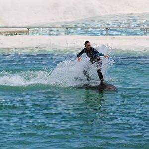 Surfing a Wholphin