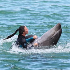 Dancing with a Wholphin