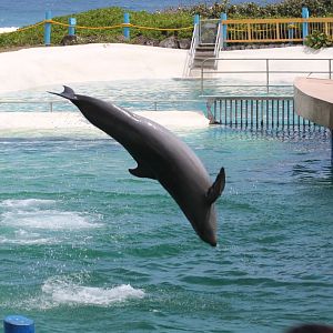 Wholphin