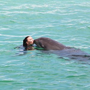Kissing a Wholphin