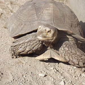 African Spurred Tortoise at Blackpool Zoo 01/04/12