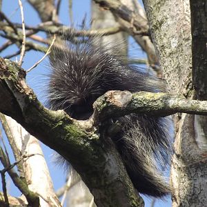 North American Porcupine at Blackpool Zoo 01/04/12