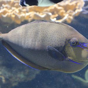 Bignose Unicornfish juvenile (Naso vlamingii)