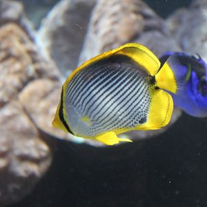 Blackbacked Butterflyfish (Chaetodon melannotus)