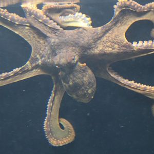 Day Octopus (Octopus cyanea)