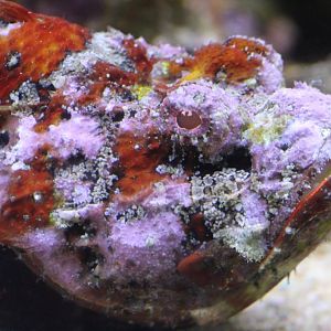 Devil Scorpionfish (Scorpaenopsis diabolus)