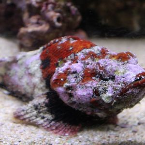Devil Scorpionfish (Scorpaenopsis diabolus)
