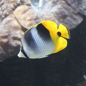 Doublebar Butterflyfish (Chaetodon ulietensis)
