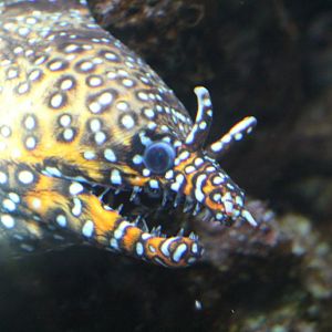 Dragon Moray (Enchelycore pardalis)