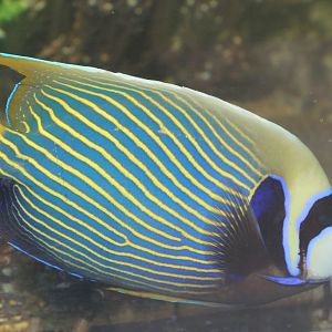 Emperor Angelfish (Pomacanthus imperator)