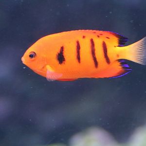 Flame Angelfish (Centropyge loricula)
