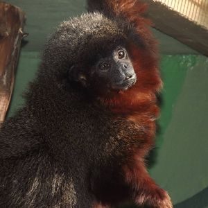 Red Titi at Blackpool Zoo 01/04/12