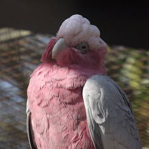 Roseate Cockatoo at Blackpool Zoo 01/04/12