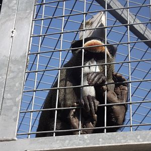 De Brazza's Monkey at Blackpool Zoo 01/04/12