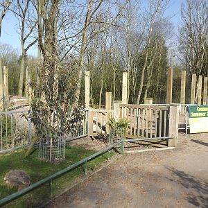 Iberian Wolf development at Blackpool Zoo 01/04/12