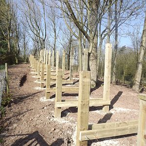 Iberian Wolf development at Blackpool Zoo 01/04/12