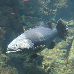 Giant Grouper (Epinephelus lanceolatus)