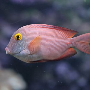 Goldring bristletooth (Ctenochaetus strigosus)