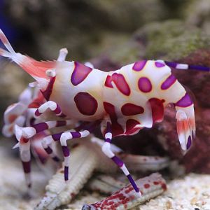 Harlequin Shrimp (Hymenocera picta)