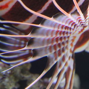 Closeup of pectoral fin of Hawaiian Lionfish (Pterois sphex)