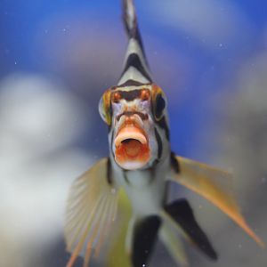 Hawaiian Morwong (Goniistius vittatus)