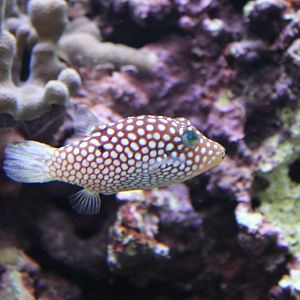 Hawaiian Whitespotted Toby (Canthigaster jactator)