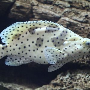 Humpback Grouper (Cromileptes altivelis)