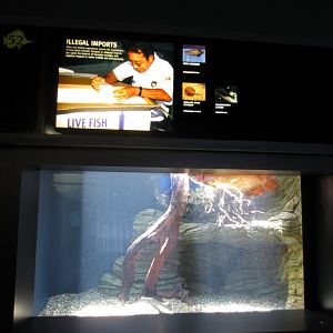 Illegally Imported Fish display