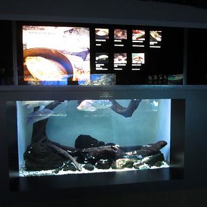 Introduced Fish display