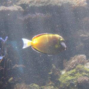 Japanese Surgeonfish (Acanthurus japonicus)