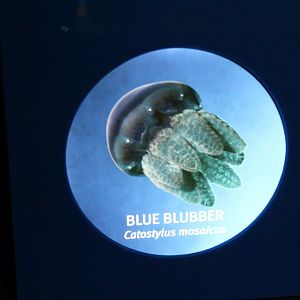 Label - Blubber Jelly