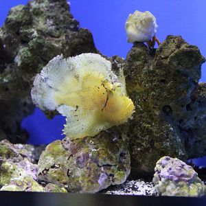 Leaf Scorpionfish (Taenianotus triacanthus)