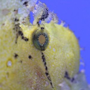 Leaf Scorpionfish eye