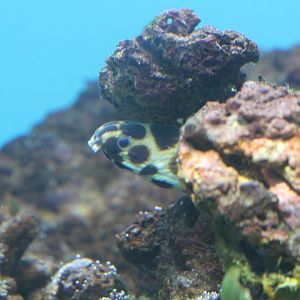 Magnificent Snake-eel (Myrichthys magnificus)