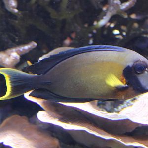 Mimic Surgeonfish adult (Acanthurus pyroferus)