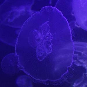 Moon Jelly (Aurelia spp)
