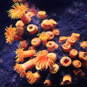 Orange Cup Coral (Tubastraea coccinea)