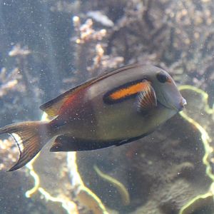 Orangebar Surgeonfish (Acanthurus olivaceus)