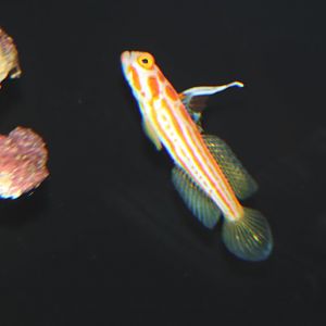 Orange-striped Shrimp Goby (Stonogobiops yasha)