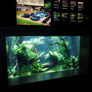 Ornamental Fish display