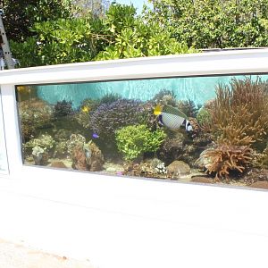 Outdoor Reef Tank
