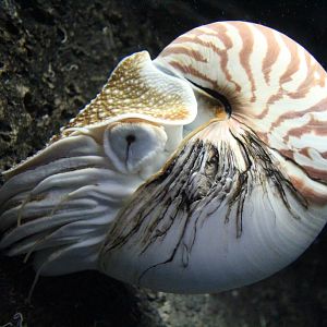 Pearly Nautilus (Nautilus pompilius)