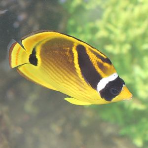 Raccoon Butterflyfish (Chaetodon lunula)
