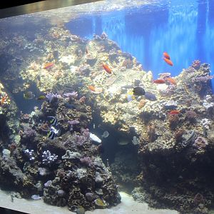Reef Tank