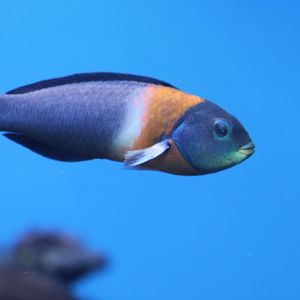 Saddle Wrasse (Thalassoma duperrey)