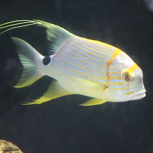 Sailfin Snapper (Symphorichthys spilurus)
