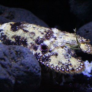 Sculptured Slipper Lobster (Parribacus antarcticus)